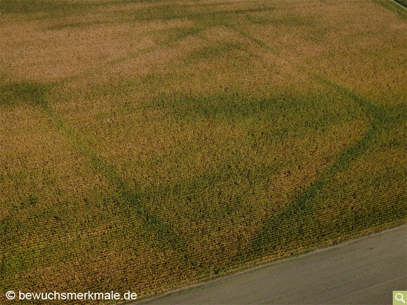 Positive Bewuchsmerkmale eines spätlatènezeitlichen Viereckschanze im reifenden Mais (Aufnahmedatum 13.09.2015)