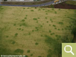 Positive crop marks of an early medieval settlement in the cereals