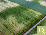 Positive crop marks of a pit alignment in a cereals field