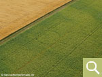Positive crop marks of a circle ditch in soybean