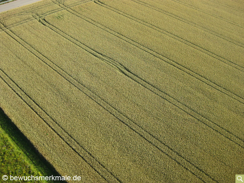 Weak, positive crop marks of two circle ditches (normal photo from 05.07.2016)