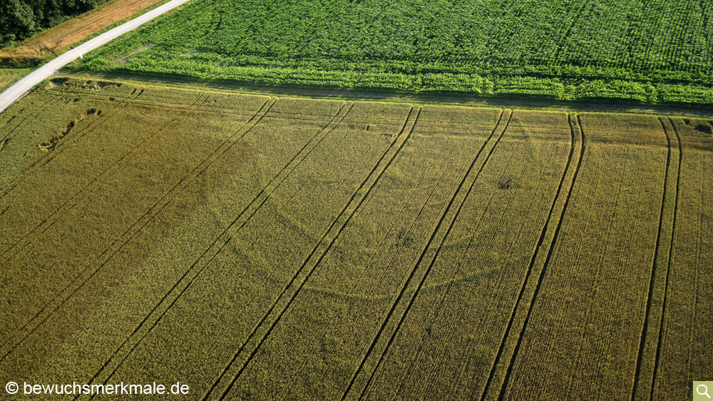 Positive crop marks of the ring ditch system (normal photograph taken on 01.07.2016).