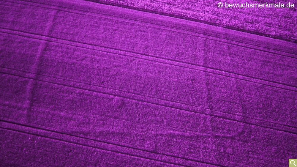 Positive crop marks of the adjacent Neolithic ditch system in the IR image