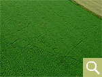 Negative crop marks of a villa rustica