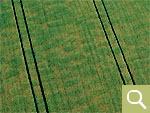 Positive crop marks of an early medieval row cemetery in an oat field