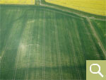 Winter cereals form early crop marks over a levelled quadrangle (photo date 26.04.2020).