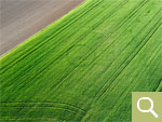 The circular ditch around a leveled barrow is visible through the formation of positive crop marks in the winter cereal (date of recording 28.04.2020).