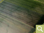 A ditch system of unknown date shows up in winter wheat (date of recording 26.06.2020).