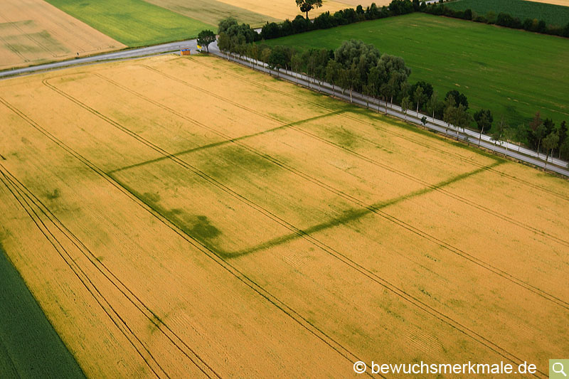 Example of positive crop marks of a Late Latène quadrangular enclosure in the maturing winter 
				cereals